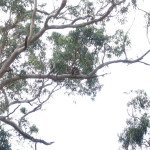 Koala auf der Great Ocean Road