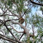 Wilde Koalas auf der Great Ocean Road