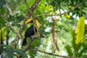 Tukan in Manuel Antonio